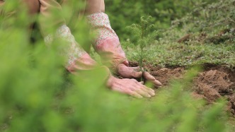 全球變綠這件事，中國占了大頭